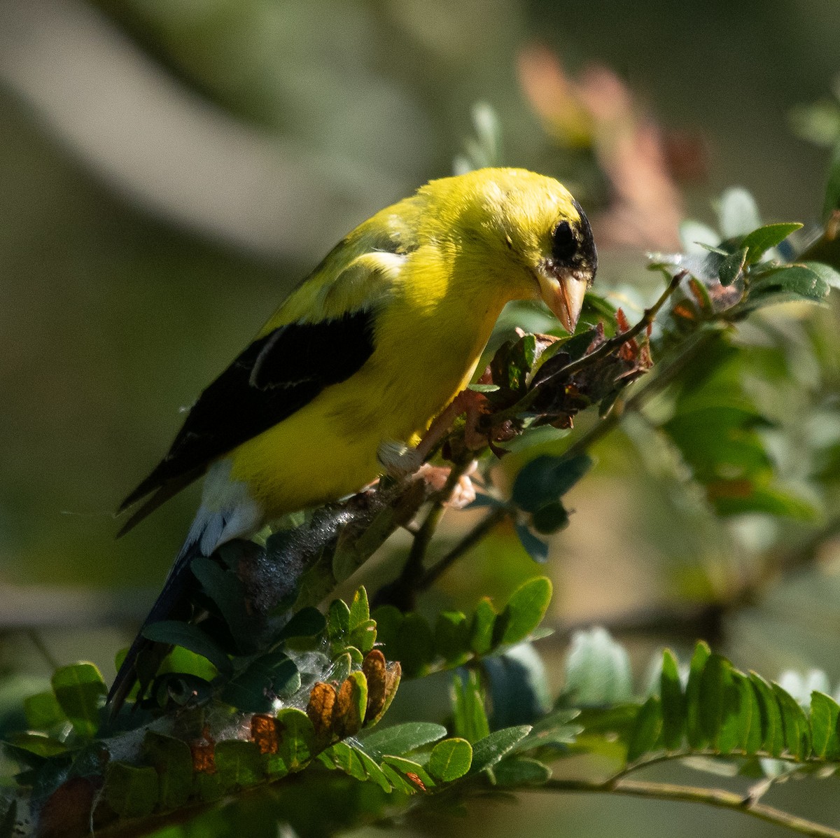 American Goldfinch - ML260942851
