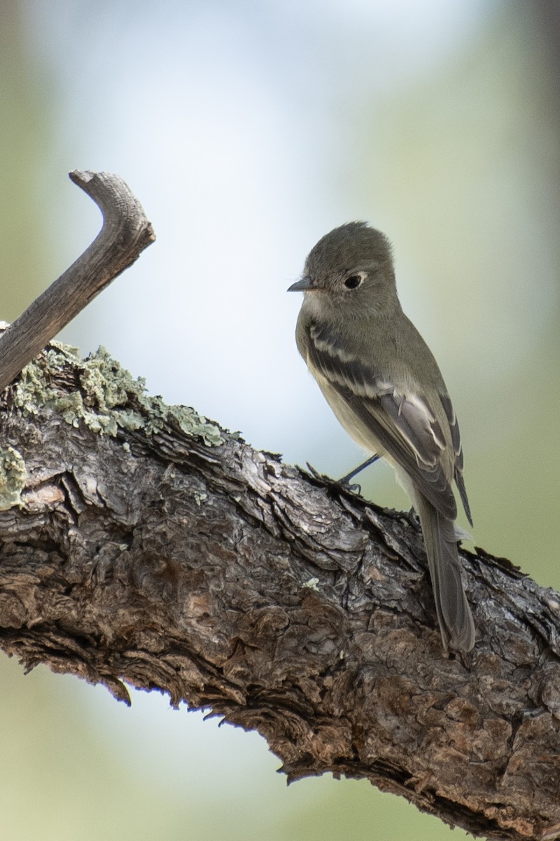 Hammond's Flycatcher - ML260942891