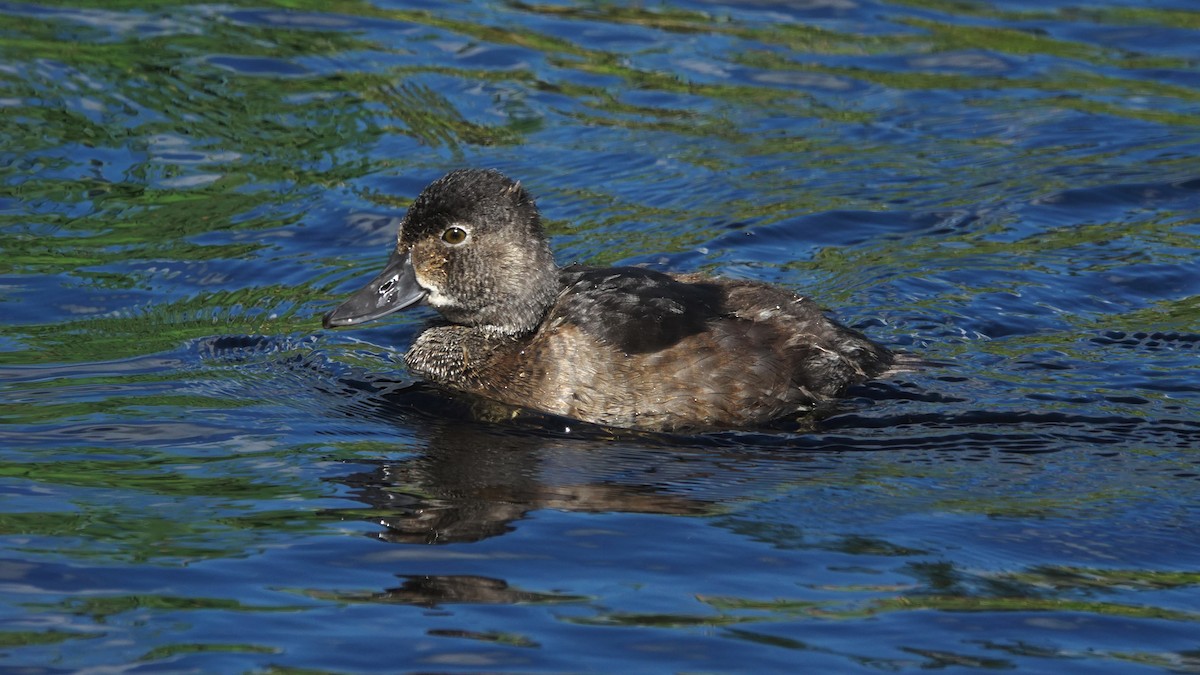 Ring-necked Duck - Barry Day