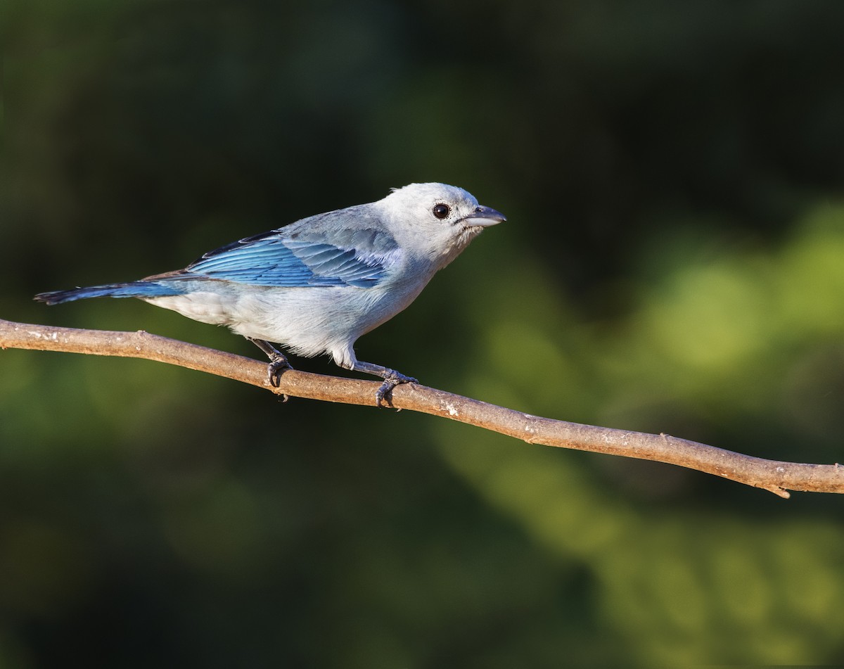 Blue-gray Tanager - ML260943991