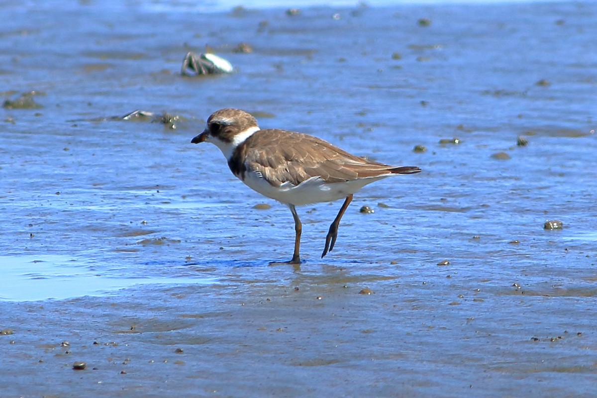 חופמי אמריקני - ML260944191