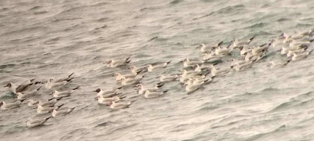 Black-headed Gull - ML26094541