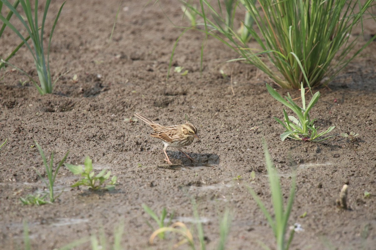 Savannah Sparrow - Paul Linton