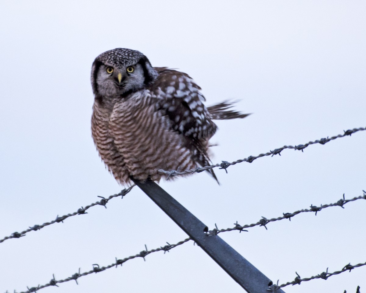 Northern Hawk Owl - Max Rabinowitz