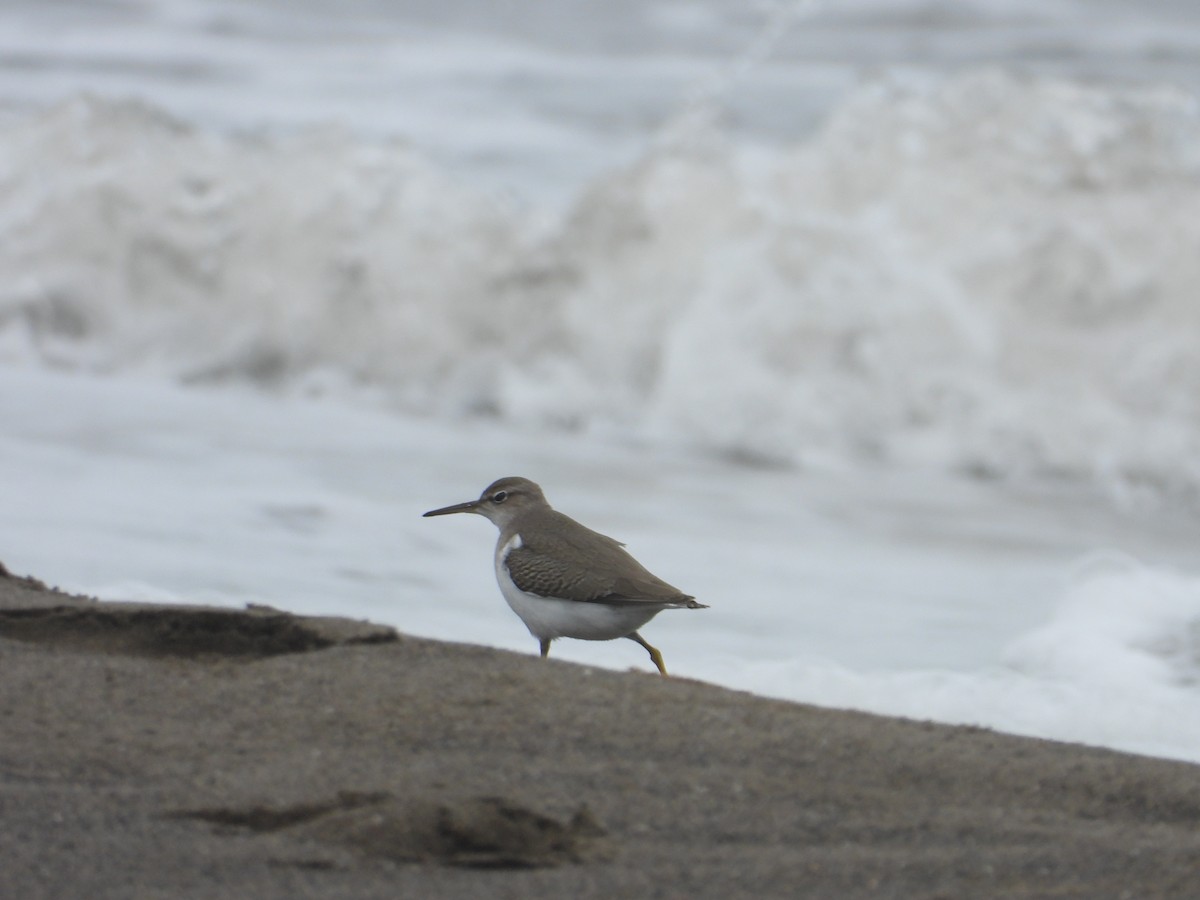 Spotted Sandpiper - Adrianh Martinez-Orozco