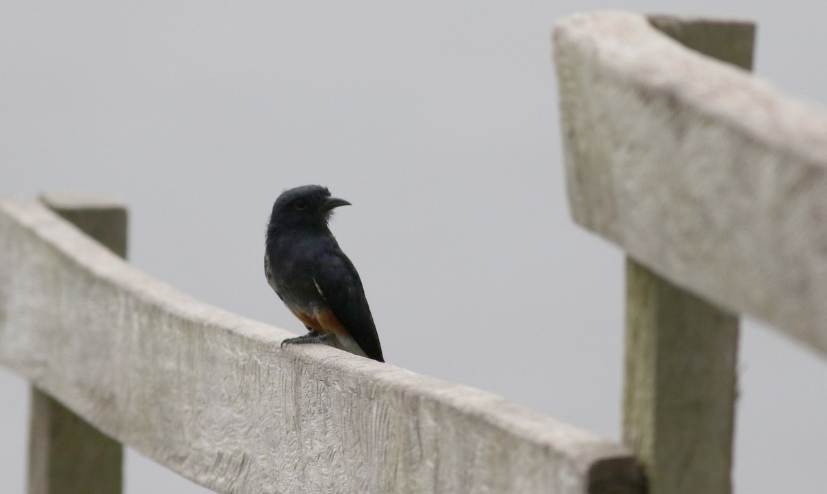 Swallow-winged Puffbird - Jay McGowan