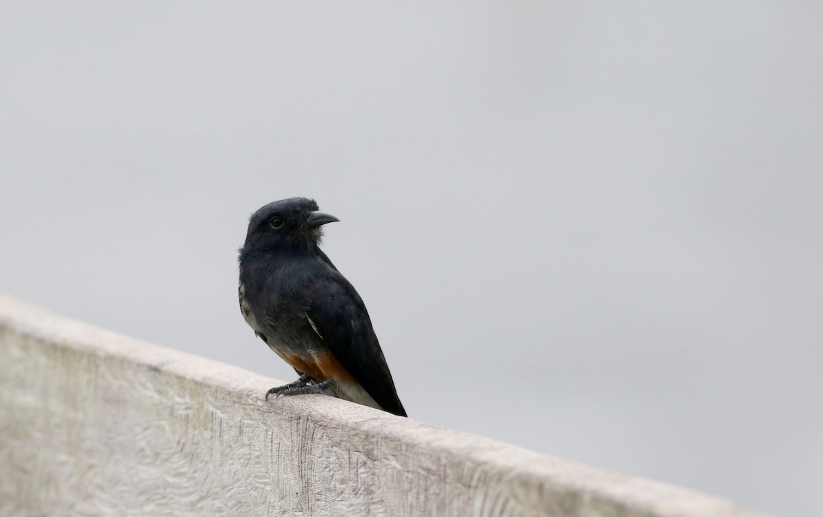 Swallow-winged Puffbird - ML26095391