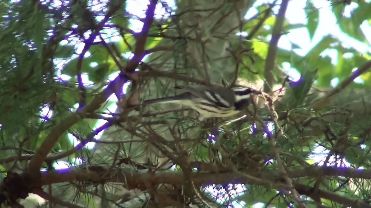 Black-throated Gray Warbler - ML260954681