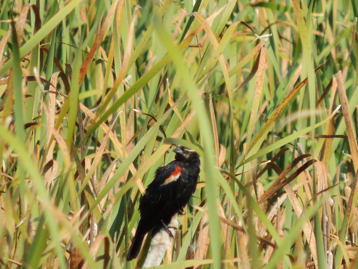 Red-winged Blackbird - Paul & Koni Fank