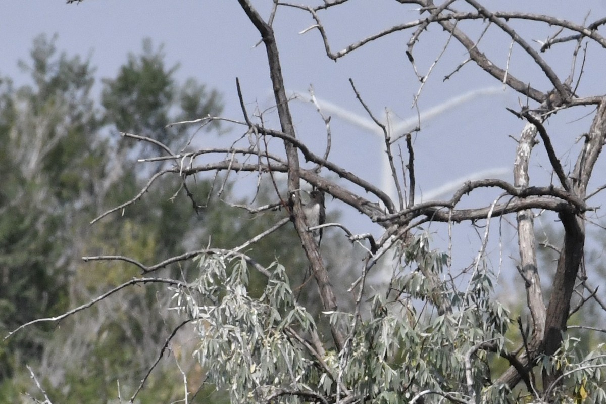 Red-headed Woodpecker - ML260957641