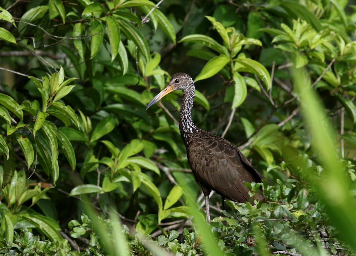 Limpkin - Jay McGowan