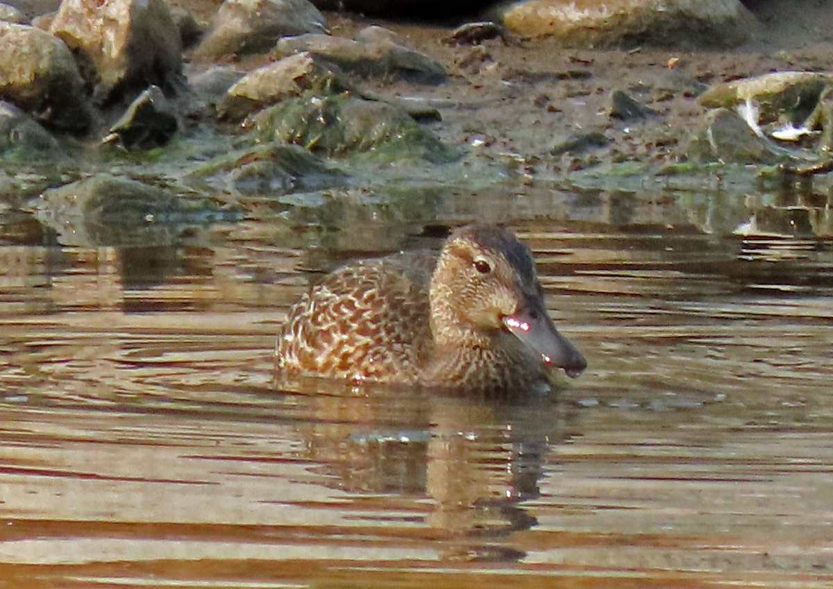 Blue-winged Teal - JoAnn Potter Riggle 🦤