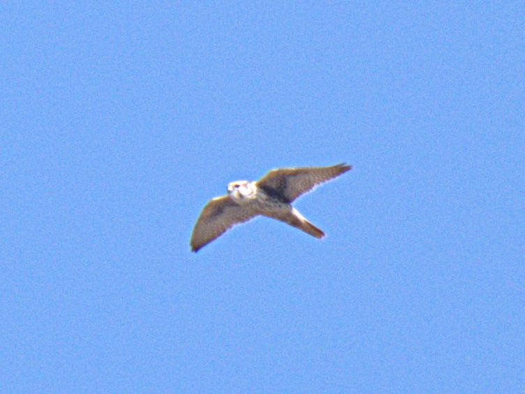 Prairie Falcon - ML260958371