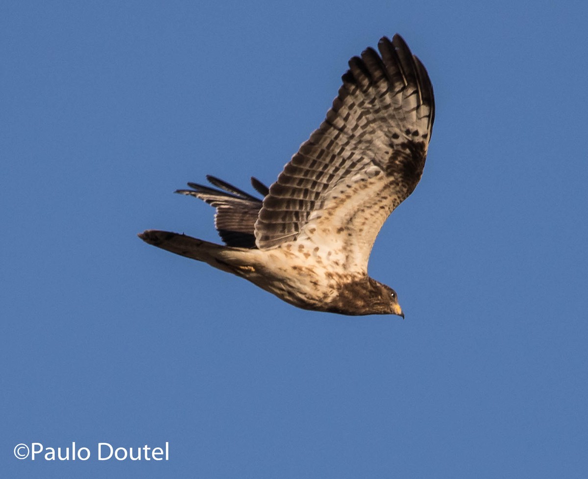 European Honey-buzzard - ML260958441