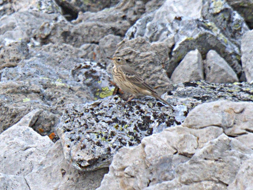 American Pipit - ML260958611