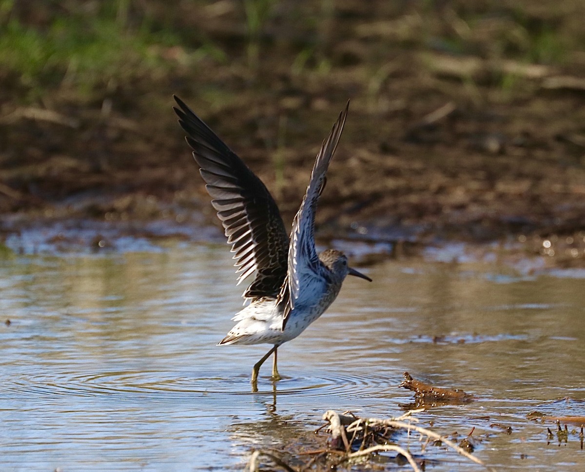 Stilt Sandpiper - ML260958741