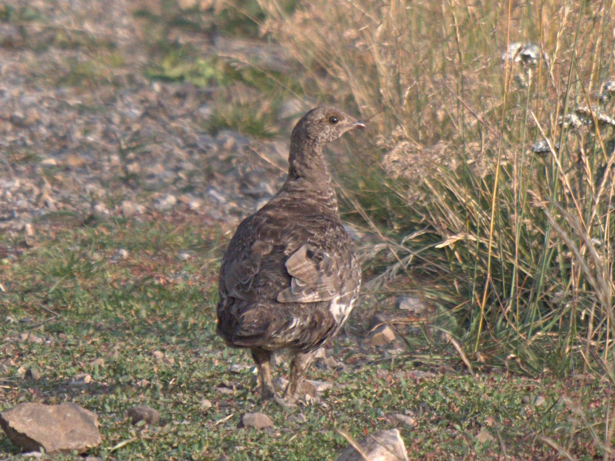 Dusky Grouse - ML260958871