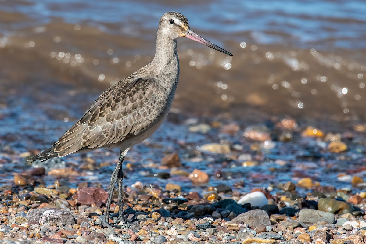 Hudsonian Godwit - ML260960721