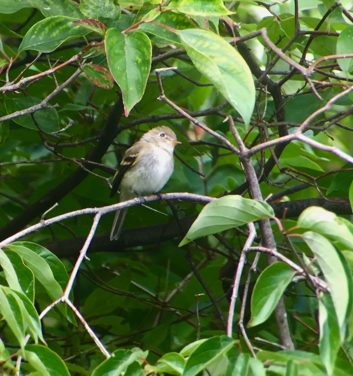 Least Flycatcher - Stuart Malcolm