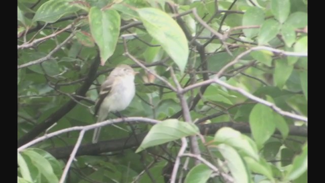 Least Flycatcher - ML260961471