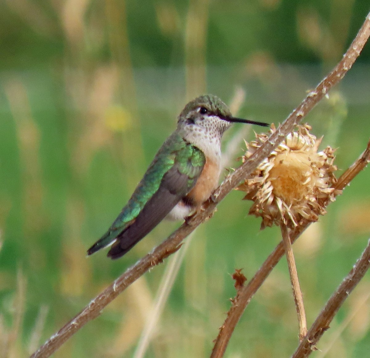 Broad-tailed Hummingbird - ML260961501