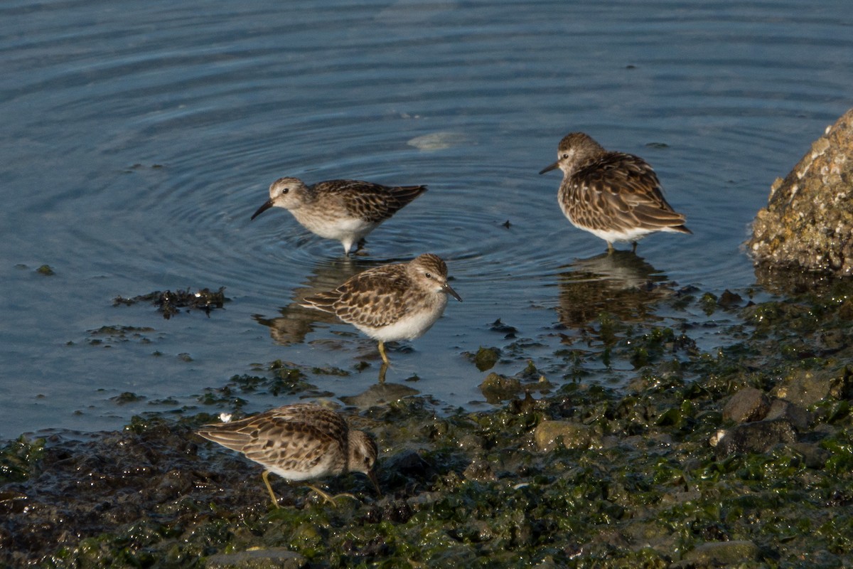 Least Sandpiper - ML260962131