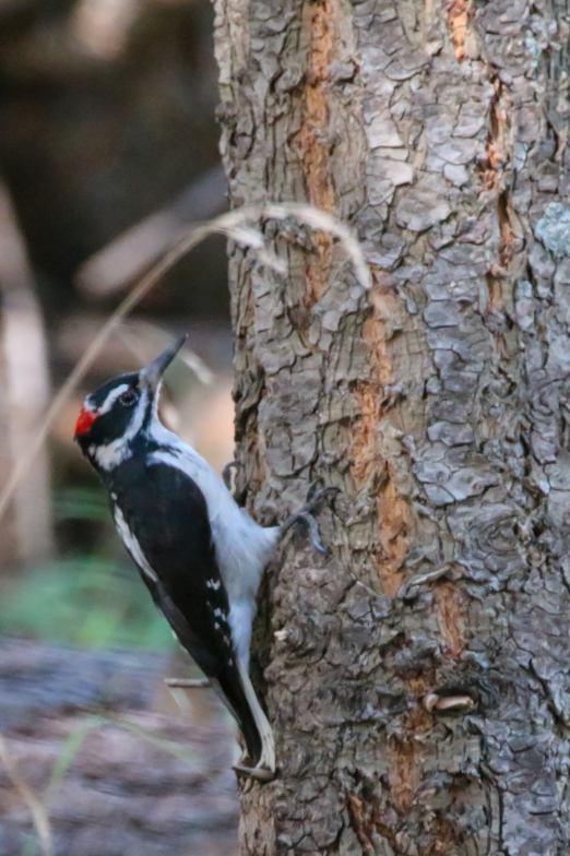 Hairy Woodpecker - Kaustubh Thirumalai