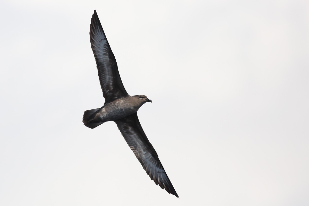 Trindade Petrel - Kate Sutherland