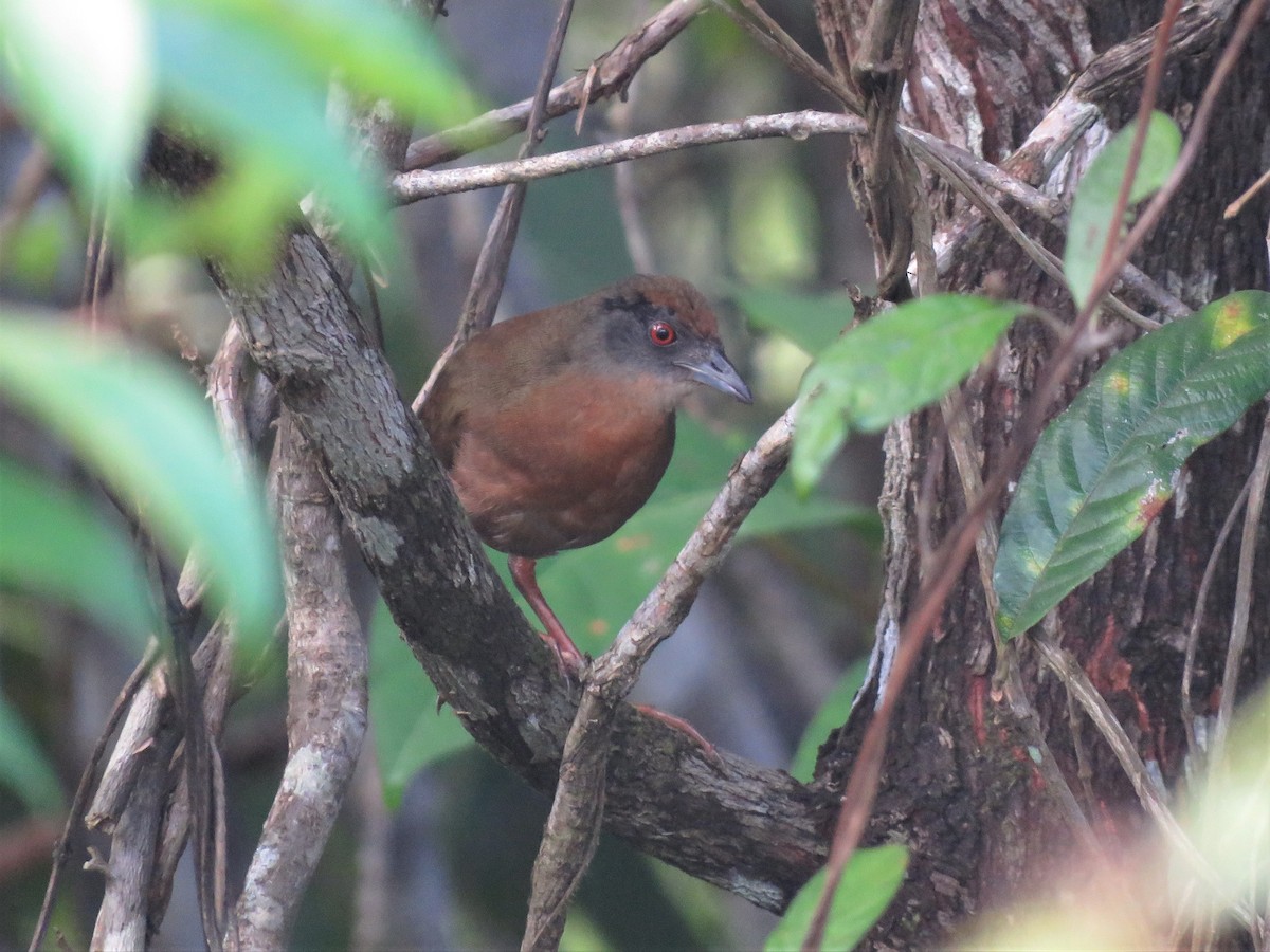 Russet-crowned Crake - ML260968991