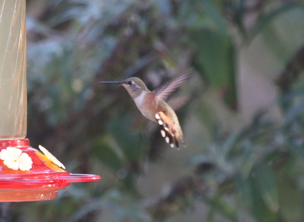 Rufous Hummingbird - ML260970801