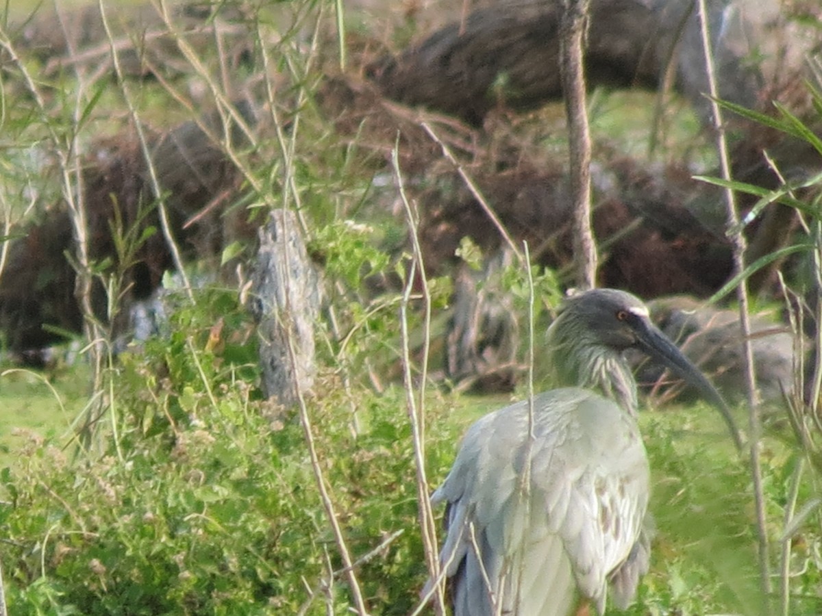 Plumbeous Ibis - ML260971061