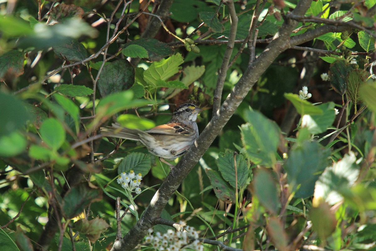 White-throated Sparrow - ML260971751