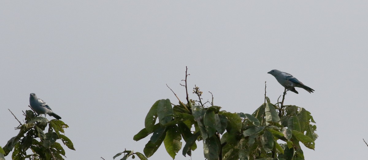 Blue-gray Tanager - Jay McGowan