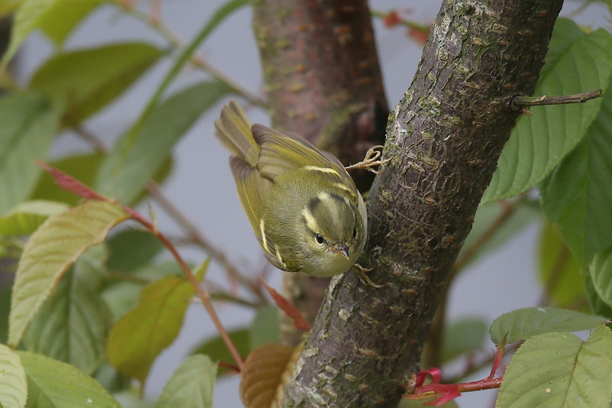 Mosquitero de Hartert - ML26097231