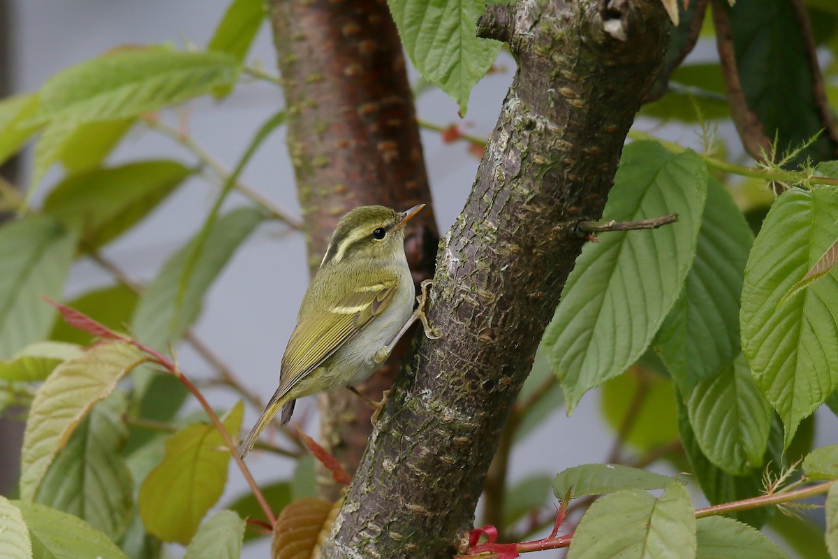 Hartert's Leaf Warbler - Ting-Wei (廷維) HUNG (洪)