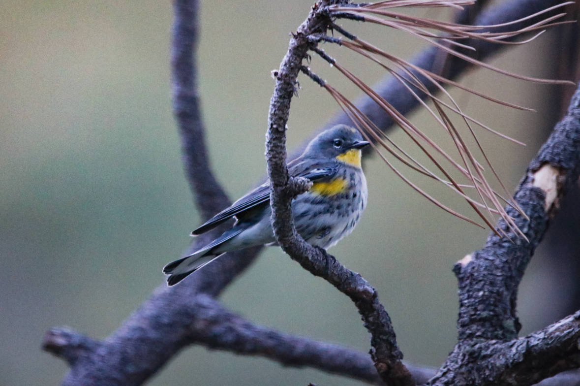 Yellow-rumped Warbler - ML260975021