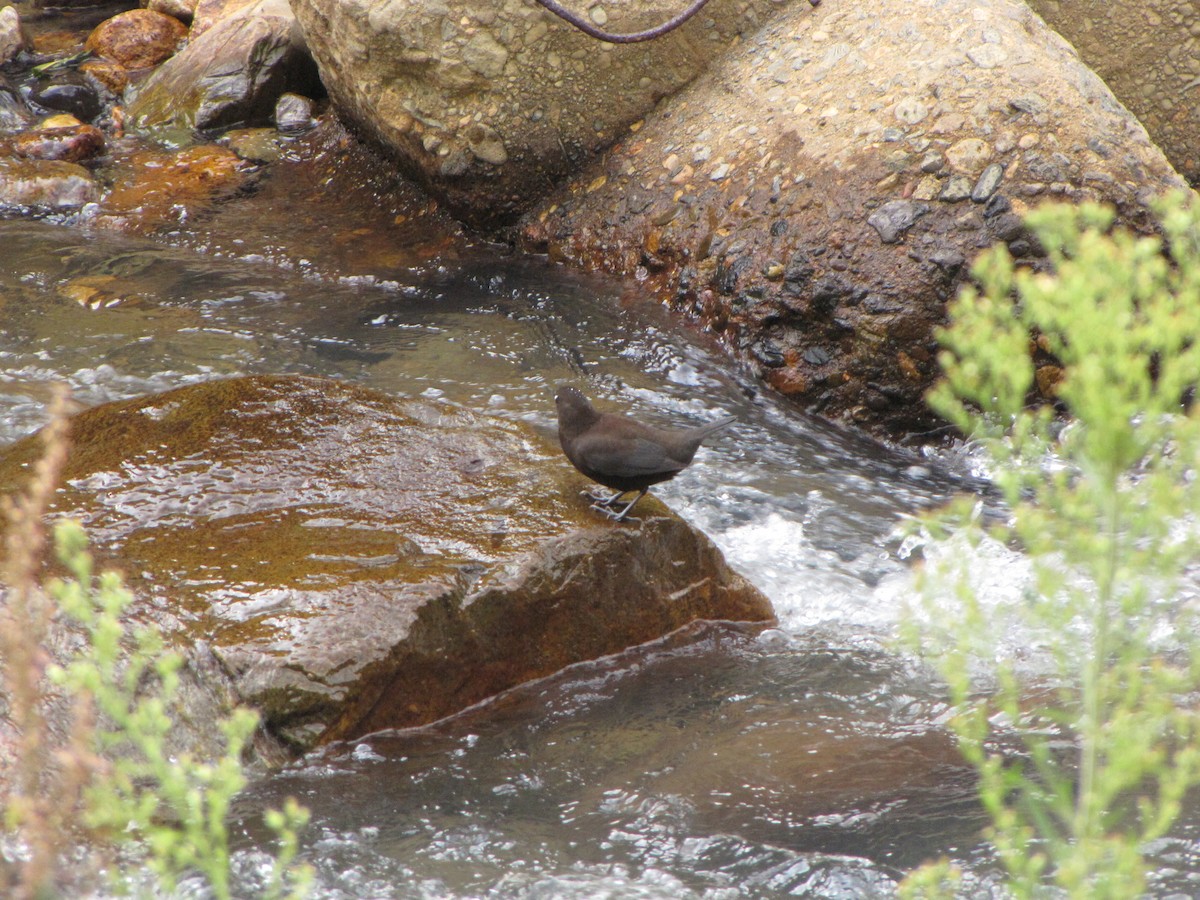 Brown Dipper - ML260975541