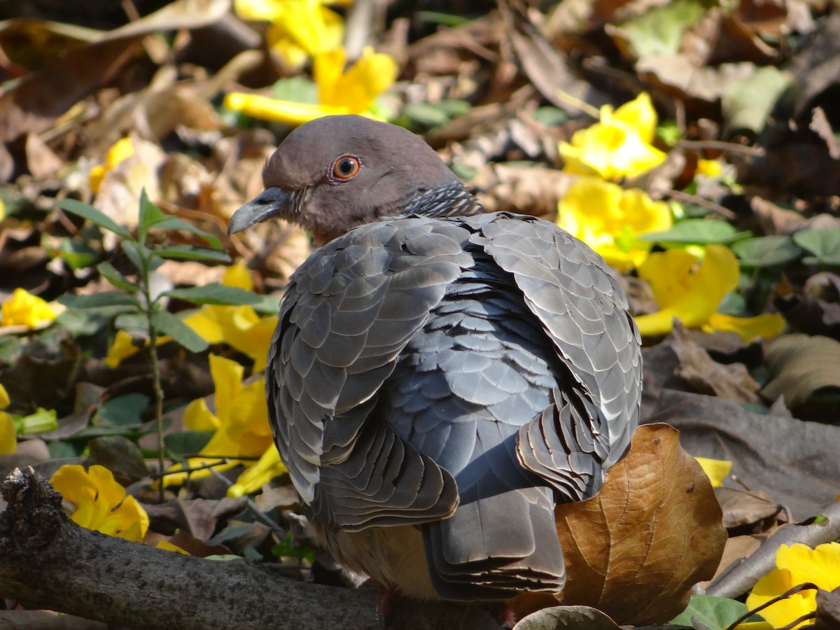 Picazuro Pigeon - ML260975591