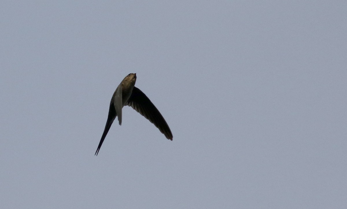 Fork-tailed Palm Swift - ML26097661