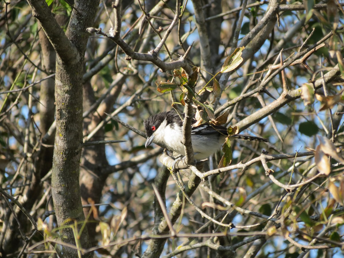 Great Antshrike - ML260976701