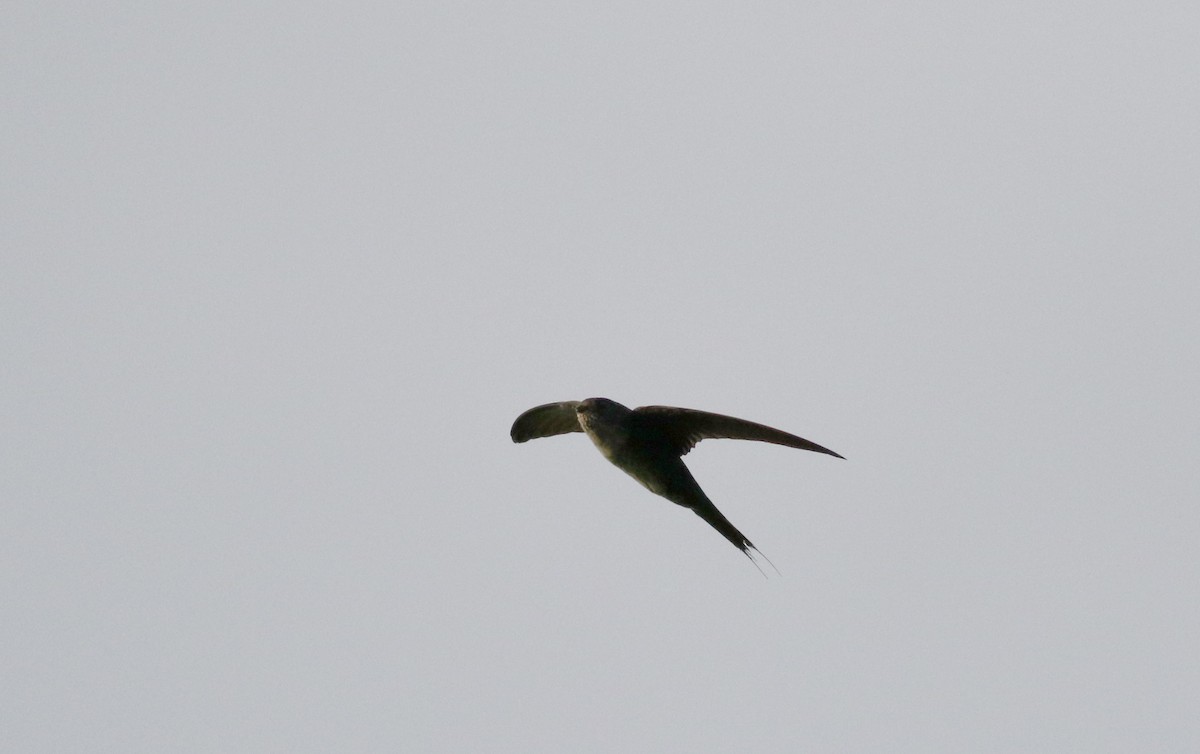 Fork-tailed Palm Swift - ML26097681