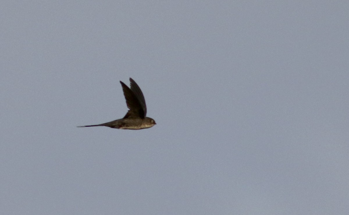 Fork-tailed Palm Swift - ML26097691