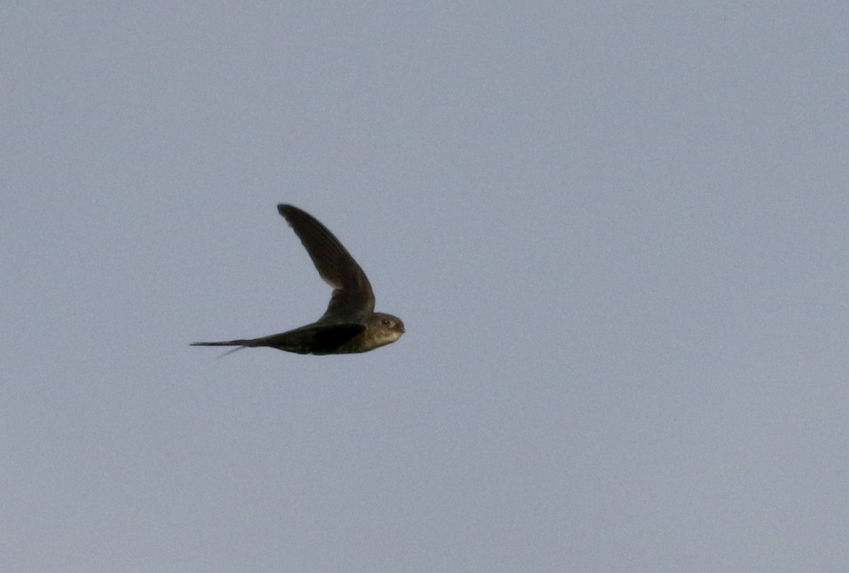 Fork-tailed Palm Swift - ML26097701