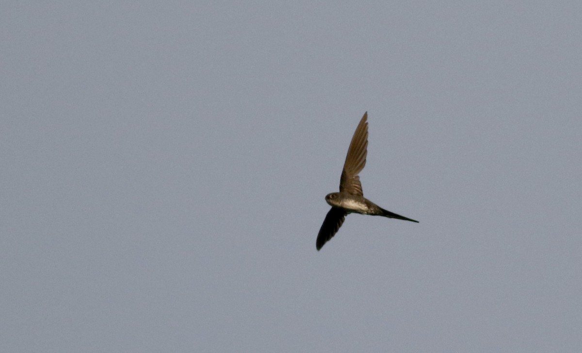 Fork-tailed Palm Swift - ML26097721