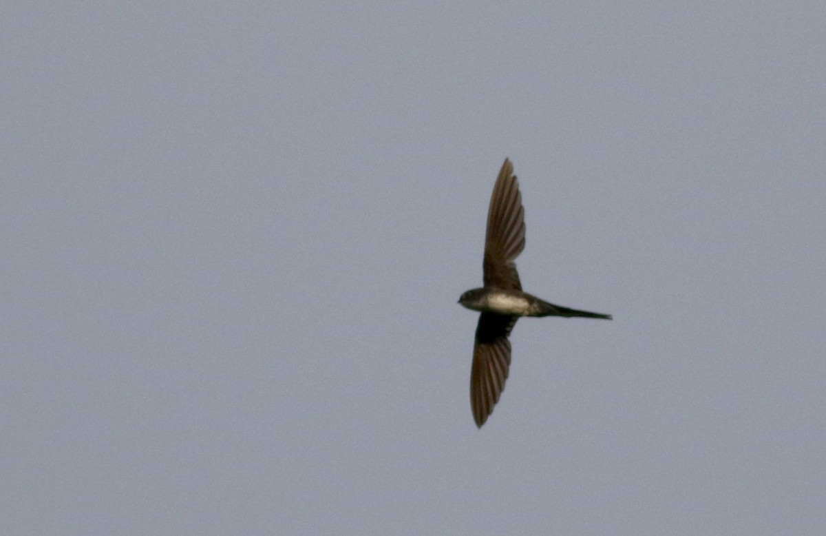 Fork-tailed Palm Swift - ML26097731