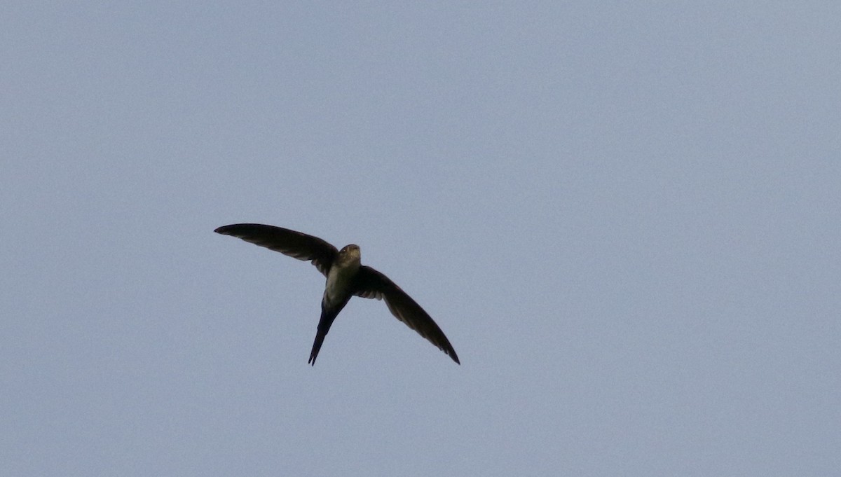 Fork-tailed Palm Swift - ML26097741