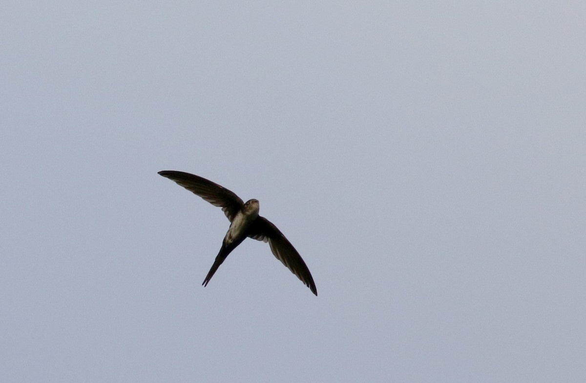 Fork-tailed Palm Swift - ML26097751