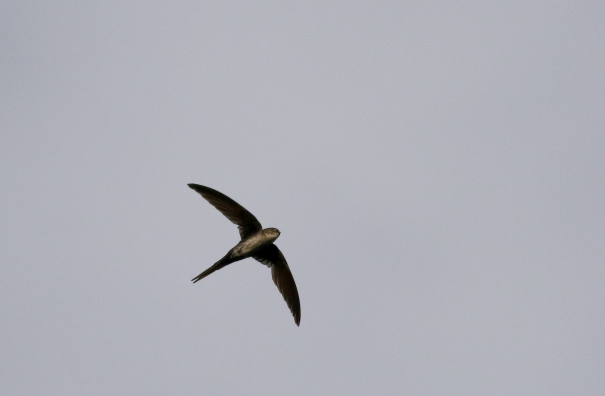 Fork-tailed Palm Swift - ML26097801