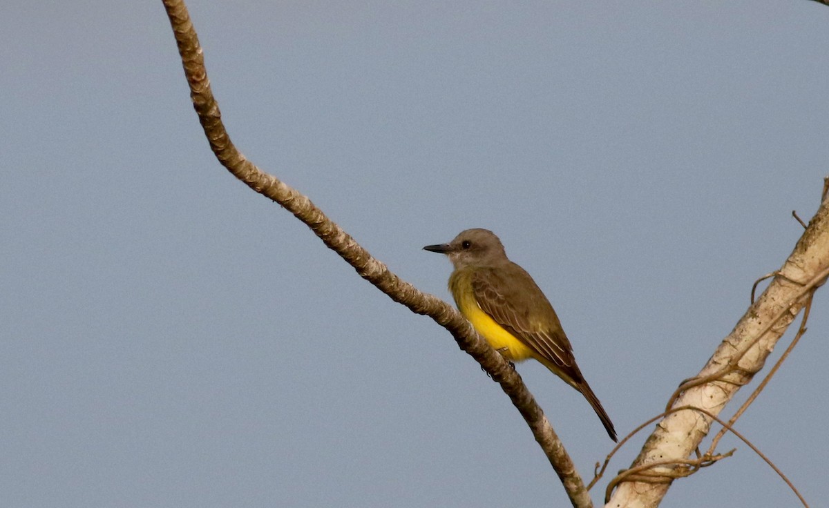 Tropical Kingbird - ML26097821