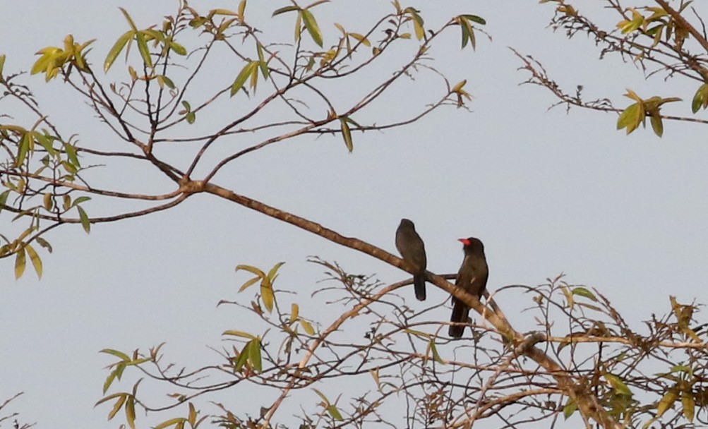 Black-fronted Nunbird - ML26097851